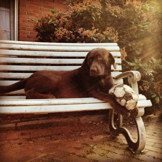 Hund
